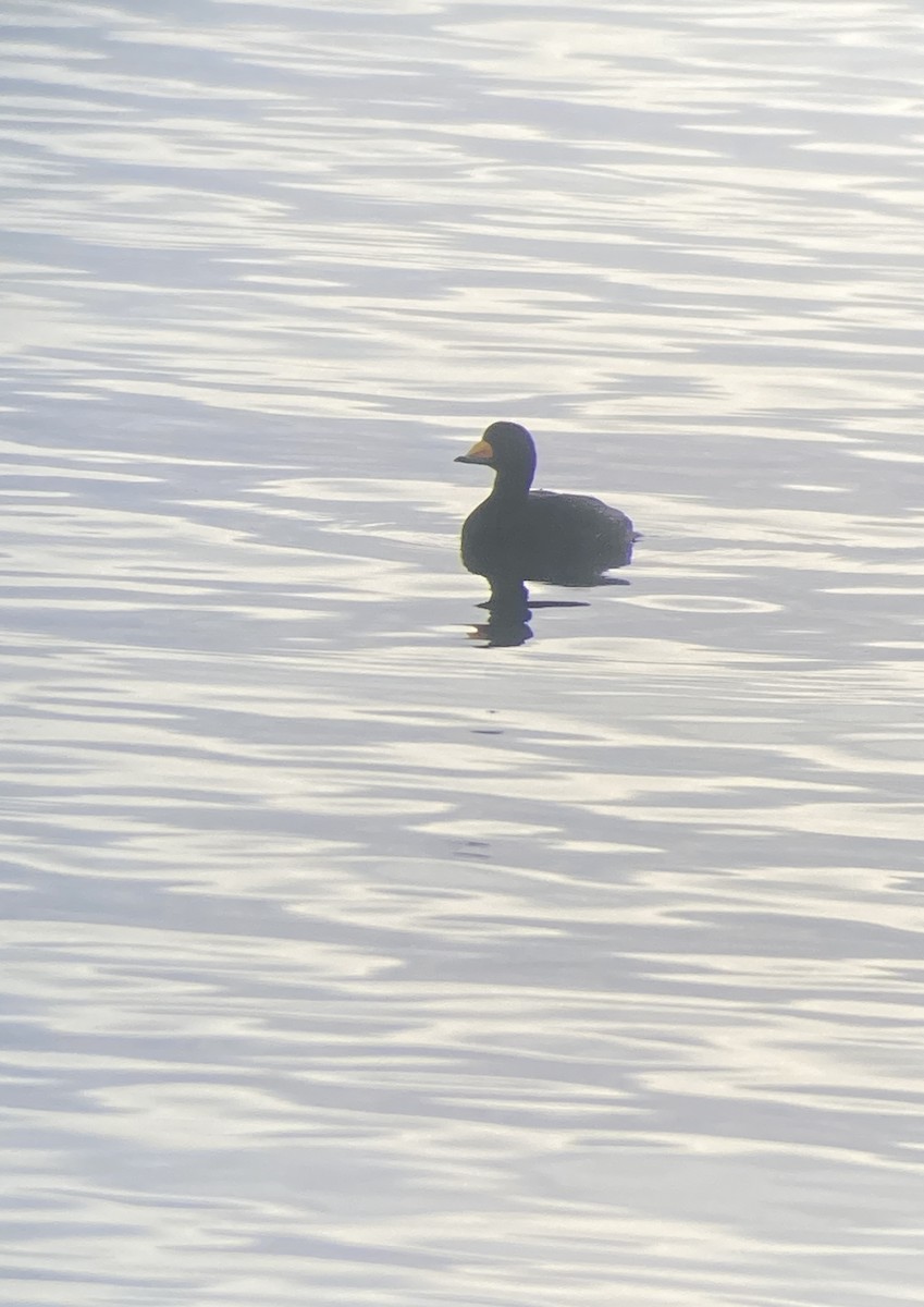 Black Scoter - ML399503981