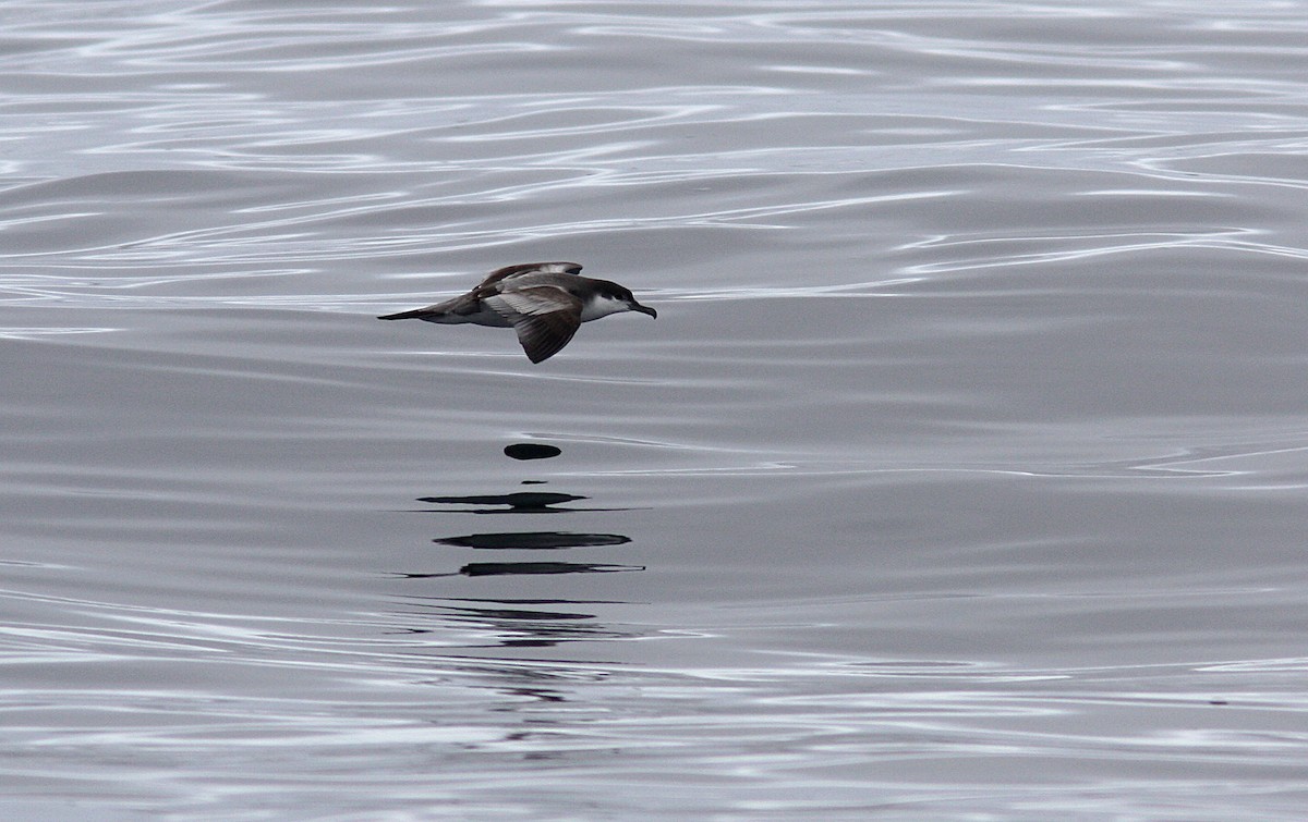 Buller's Shearwater - Brandon Best