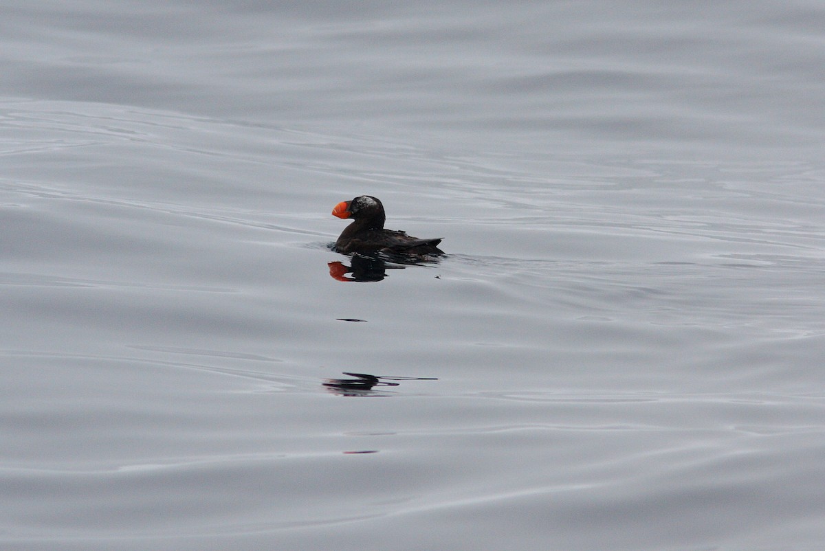 Tufted Puffin - Brandon Best