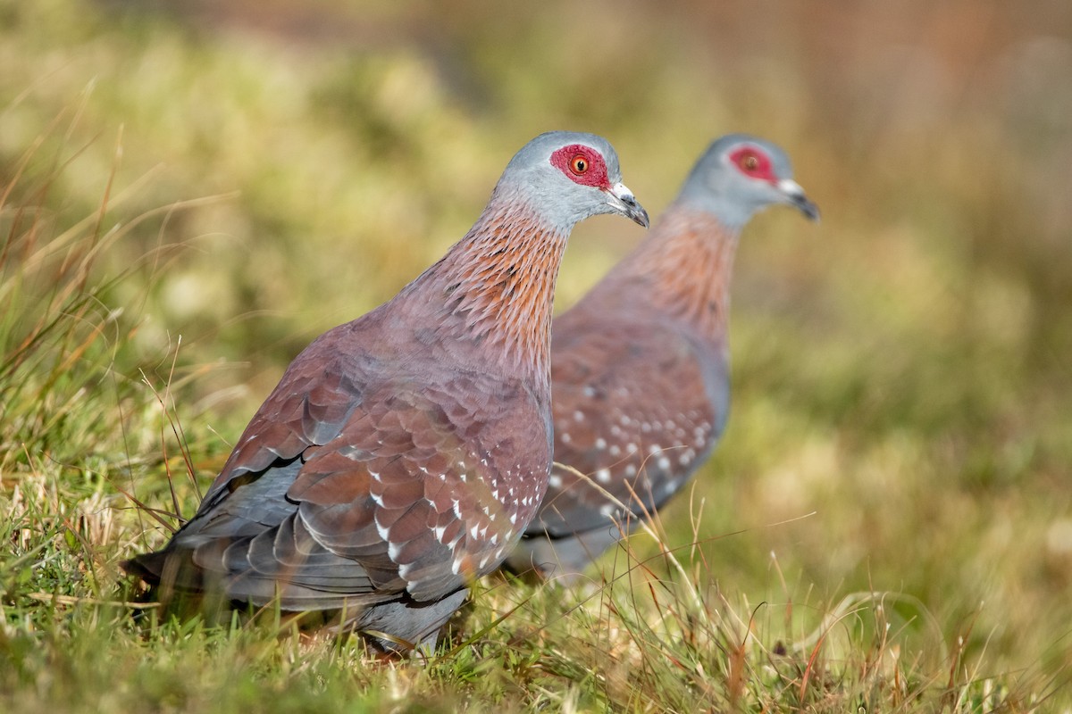 Speckled Pigeon - ML399505221