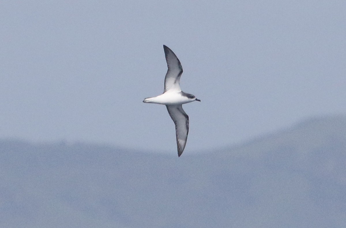 Pycroft's Petrel - Detlef Davies