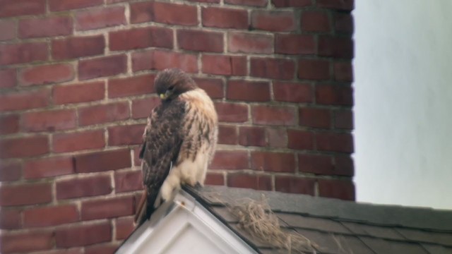 Red-tailed Hawk (abieticola) - ML399505851