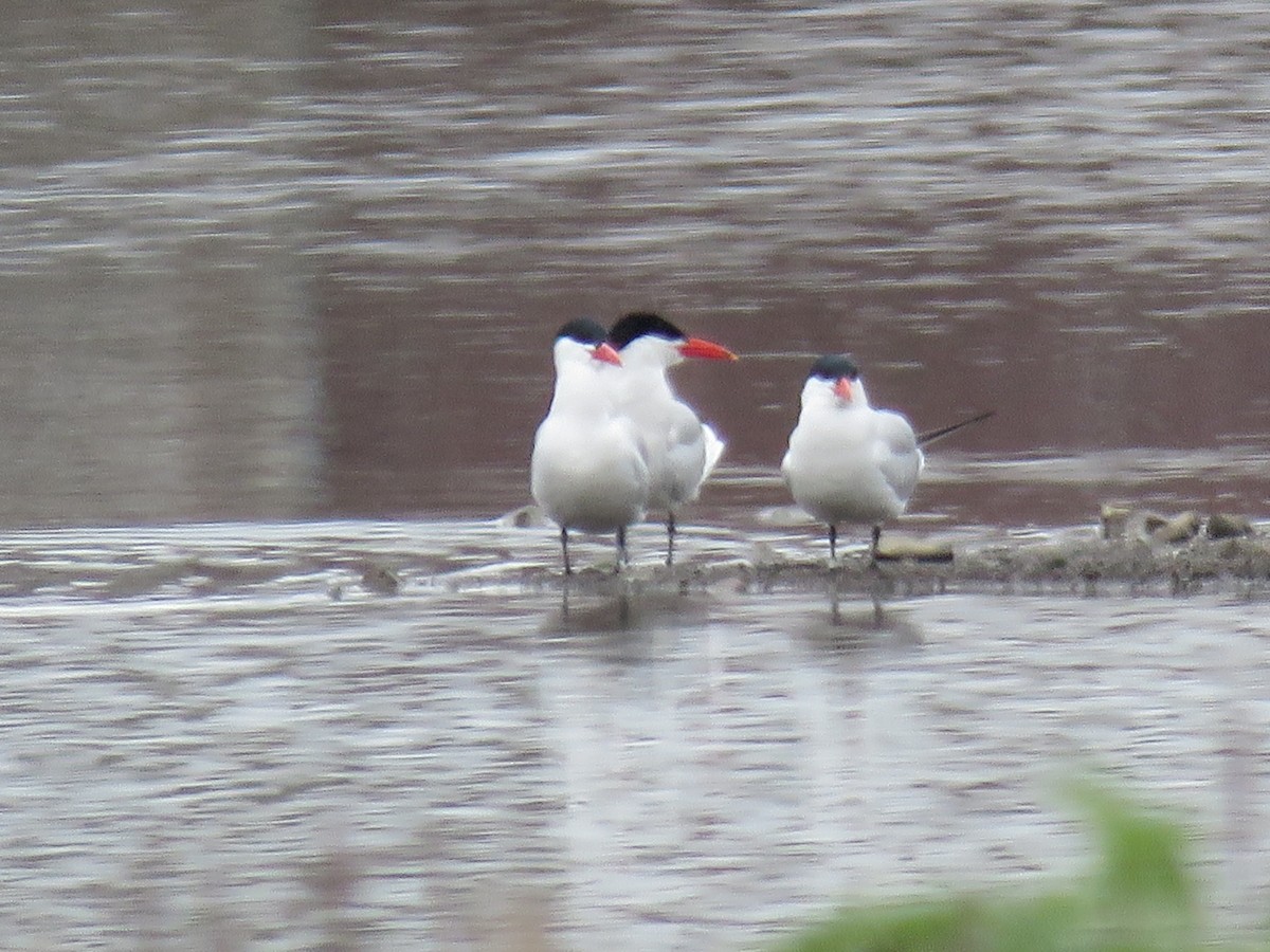 Морин хараалай - ML399505961