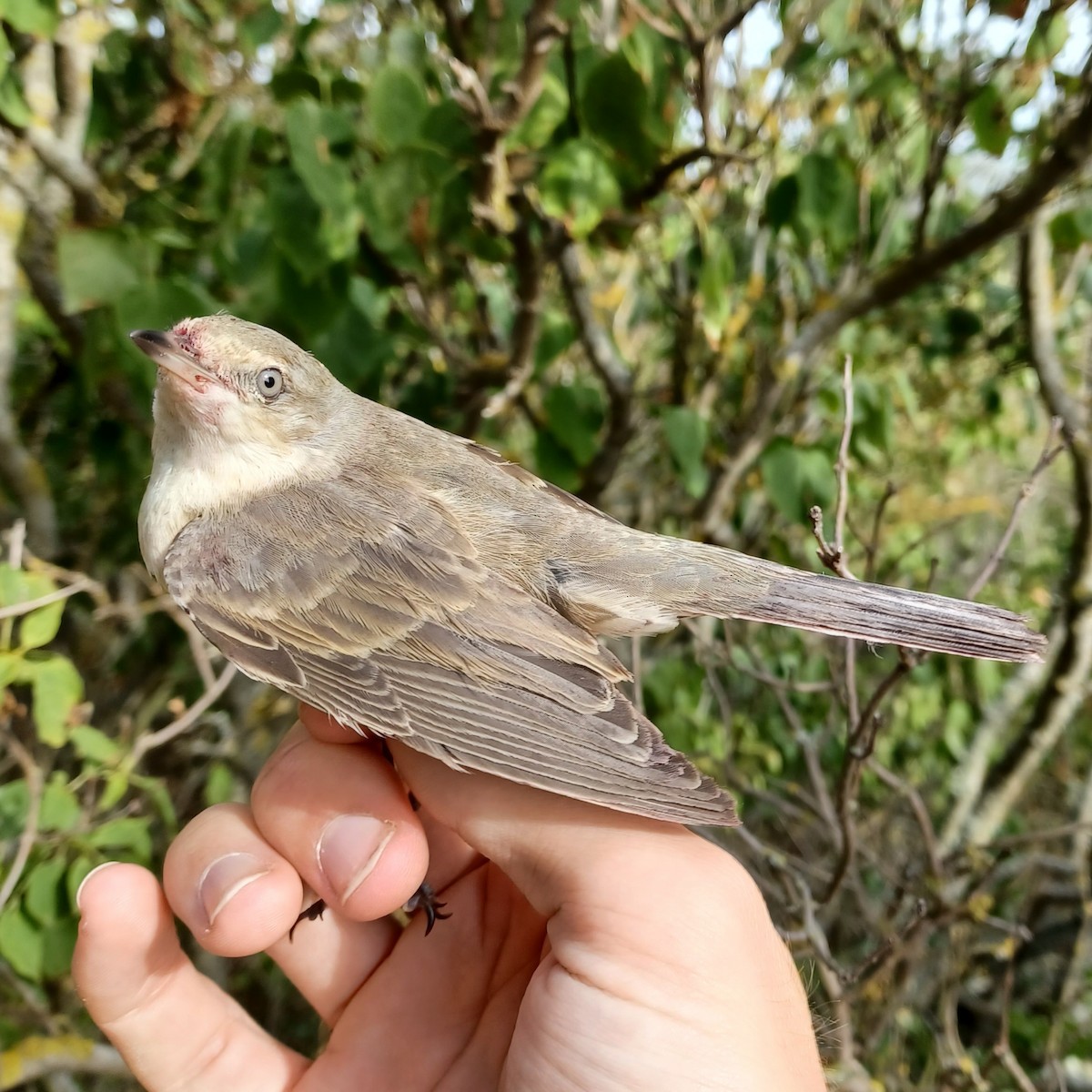 Barred Warbler - ML399506751