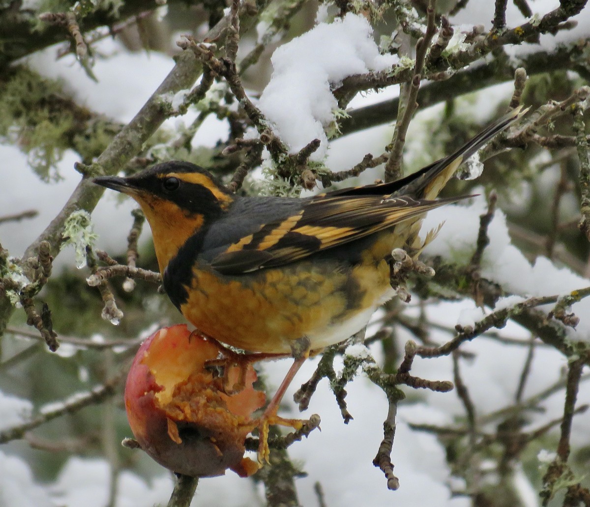 Varied Thrush - Molly Sultany
