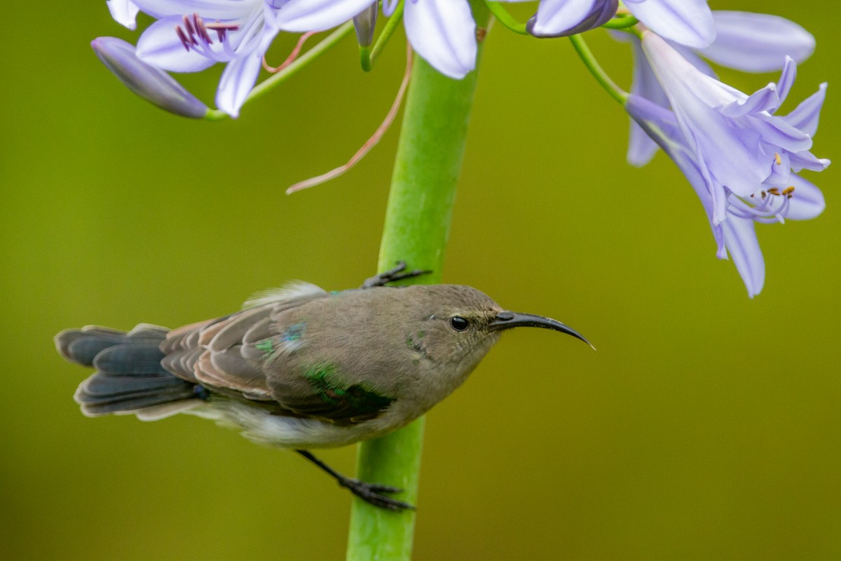 Southern Double-collared Sunbird - ML399507871