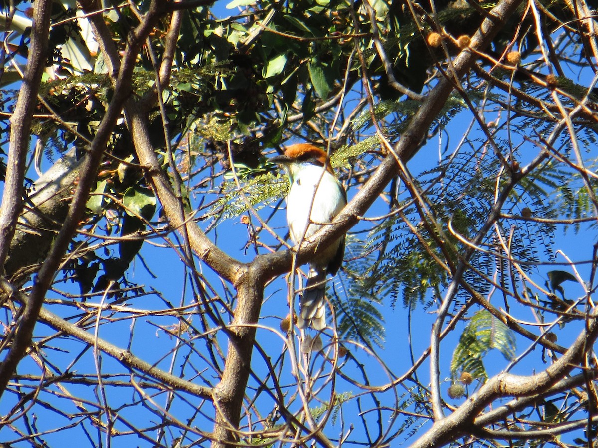 Russet-crowned Motmot - ML399507901