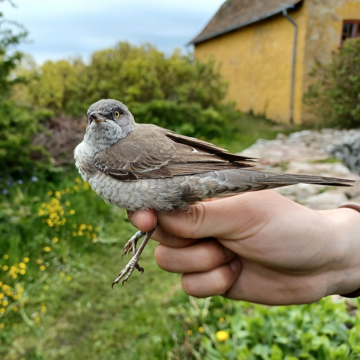 Barred Warbler - ML399508471