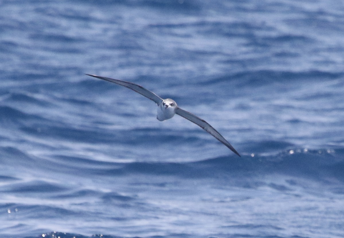 Cook's Petrel - ML39950871