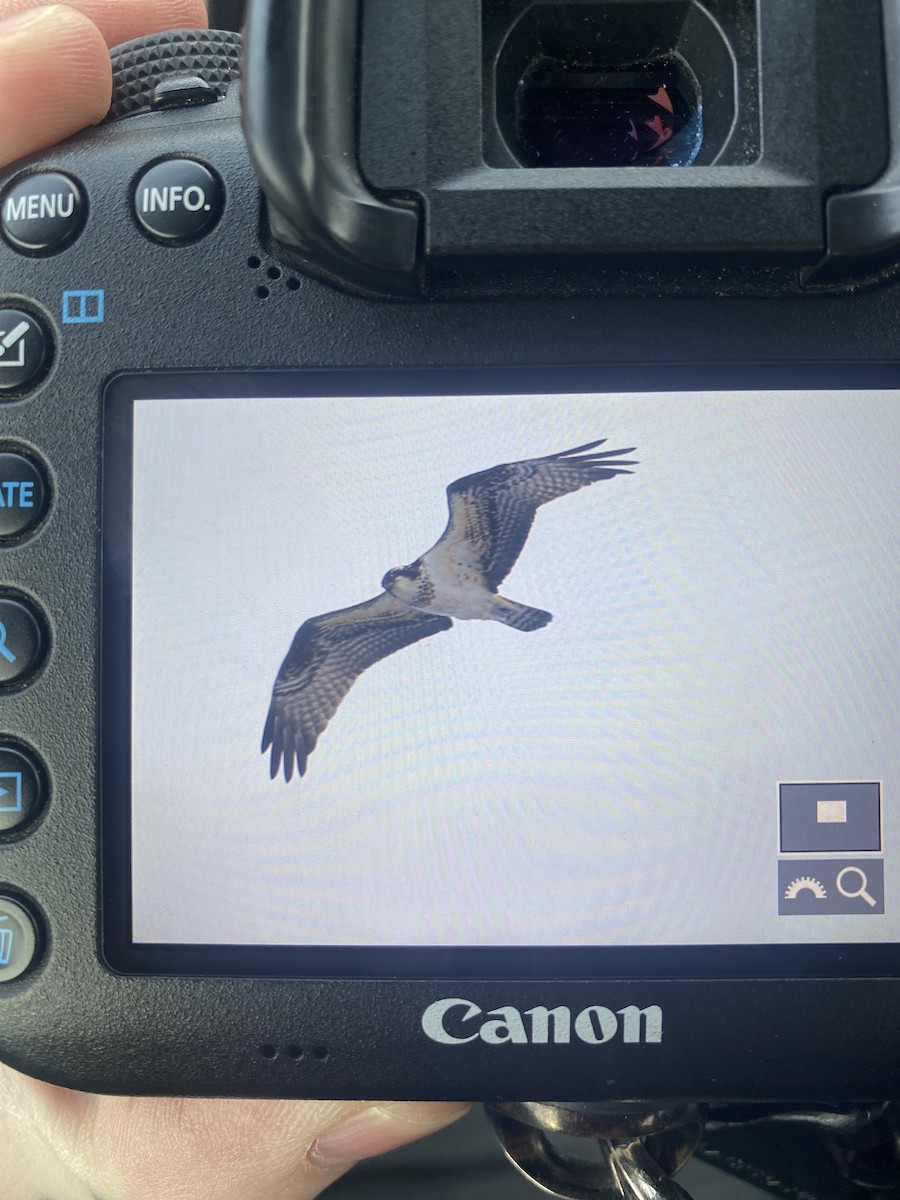 Balbuzard pêcheur - ML399509251