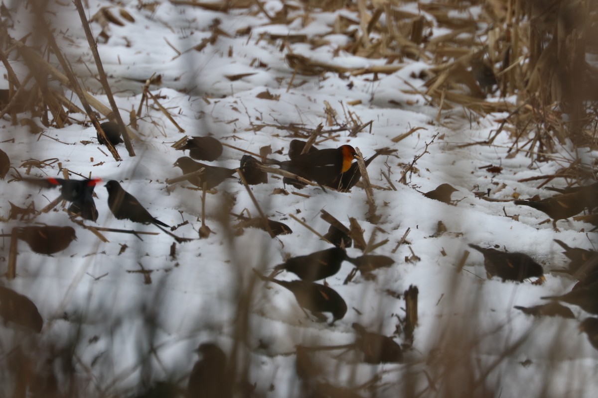 Yellow-headed Blackbird - ML399509301