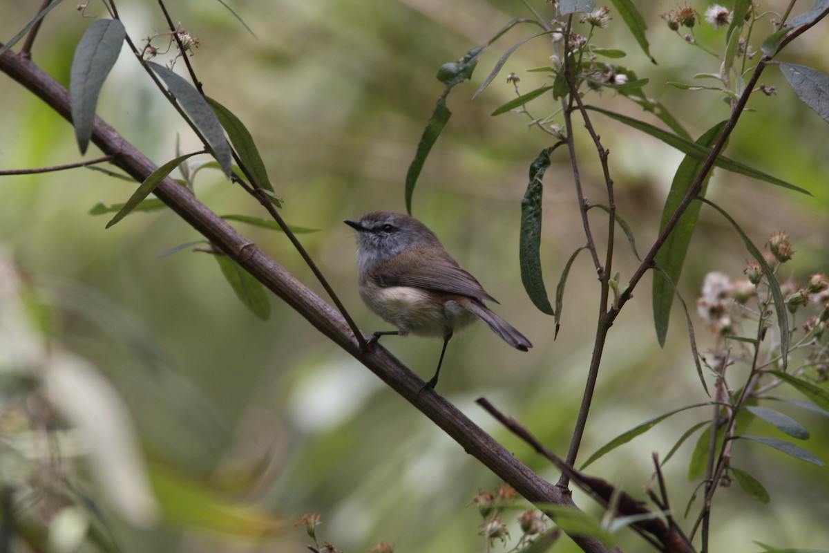 Brown Gerygone - ML39951041