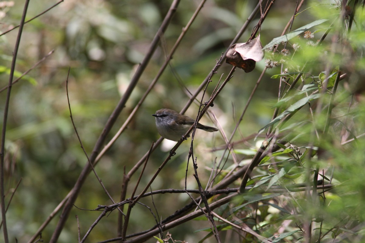 Brown Gerygone - Aiden Worseldine