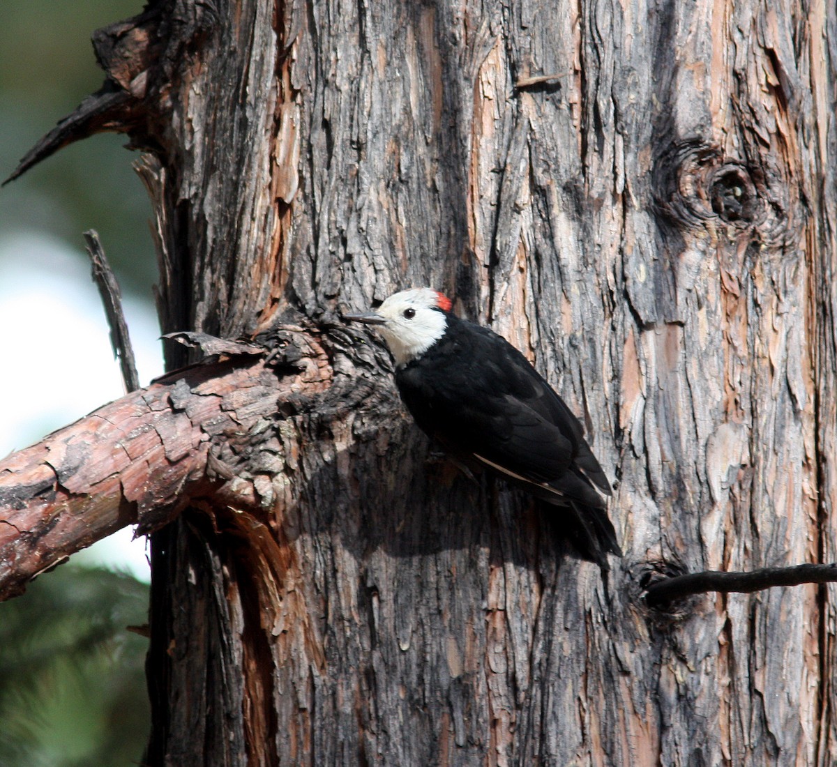 White-headed Woodpecker - ML399511041