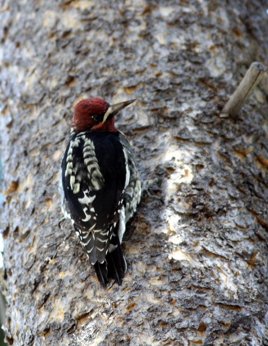 Red-breasted Sapsucker - ML399511131