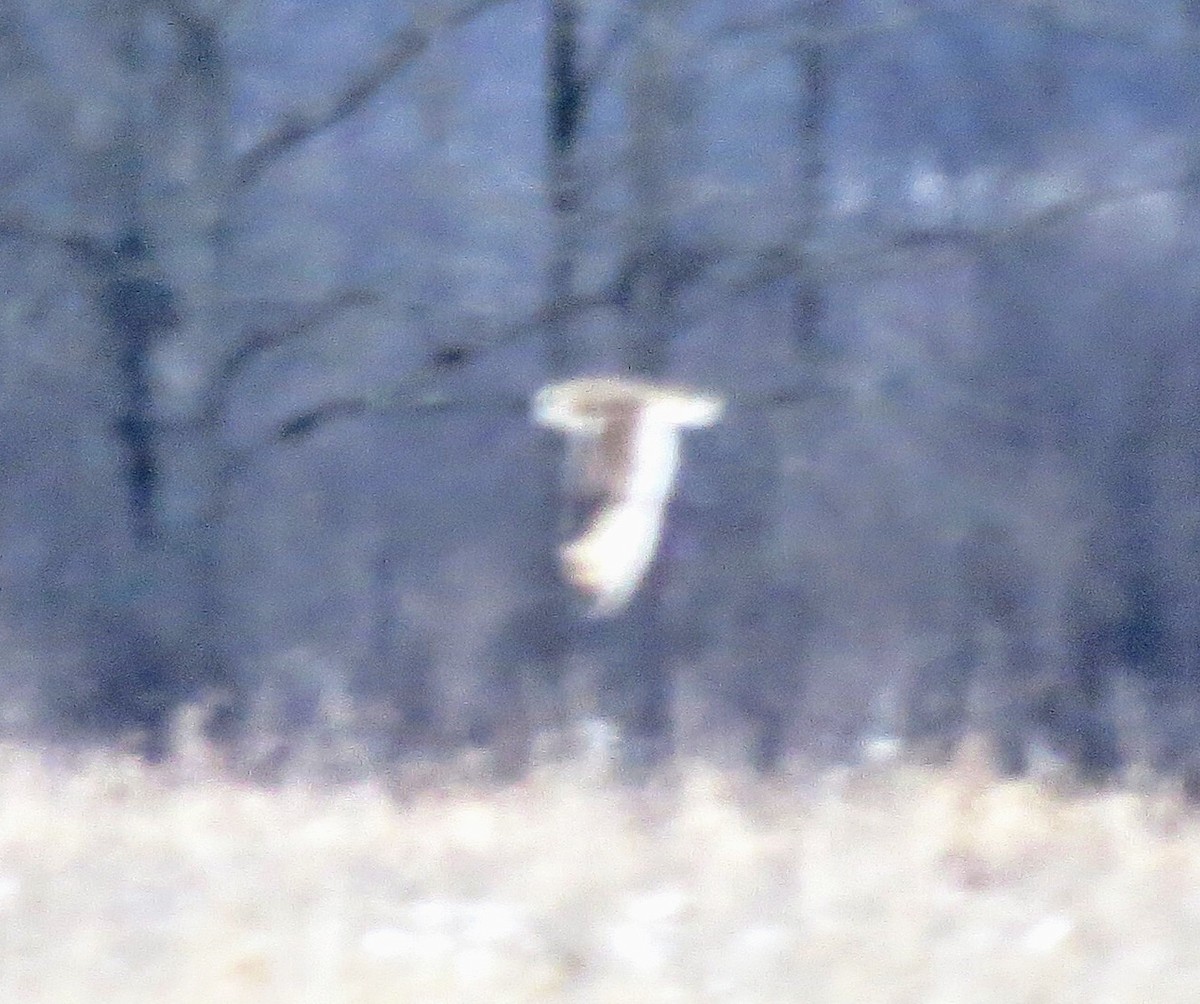 Short-eared Owl - ML399512671