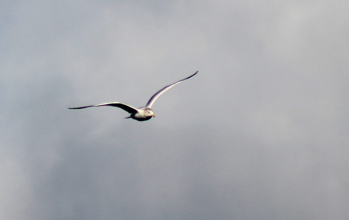 Herring Gull - ML399513221