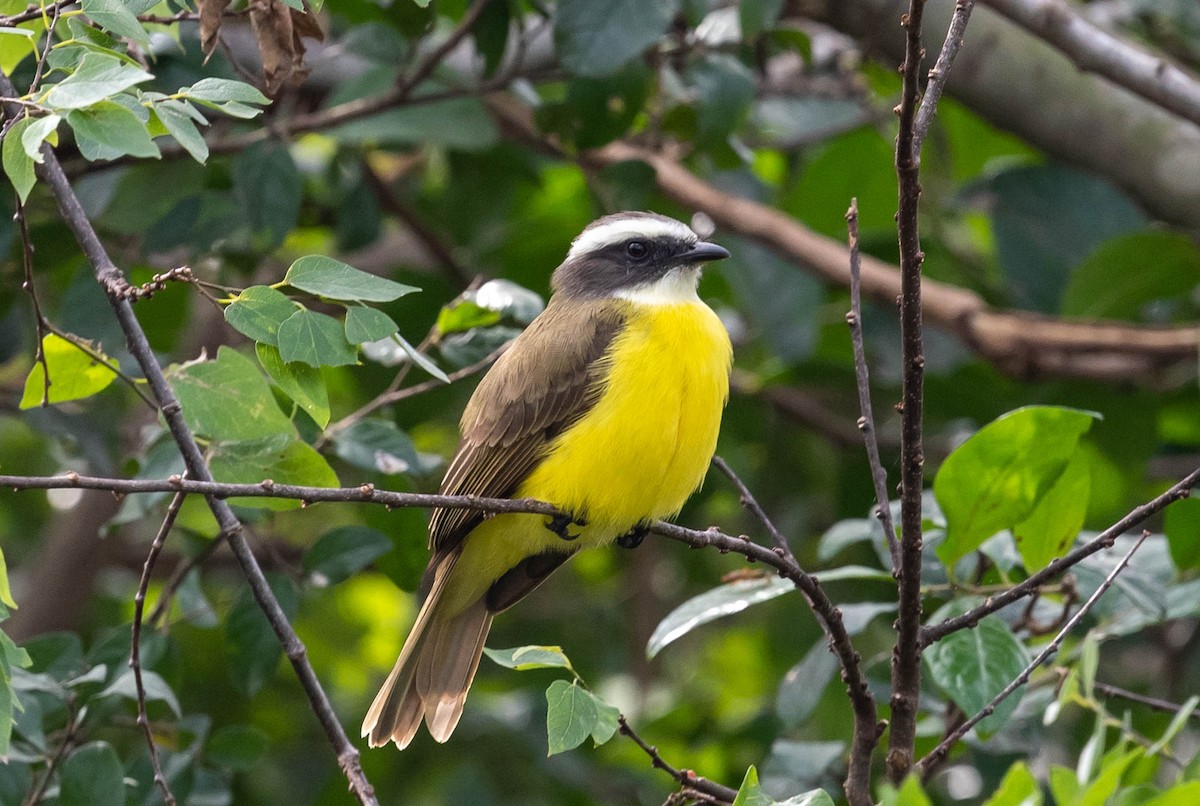 Social Flycatcher - ML399515041