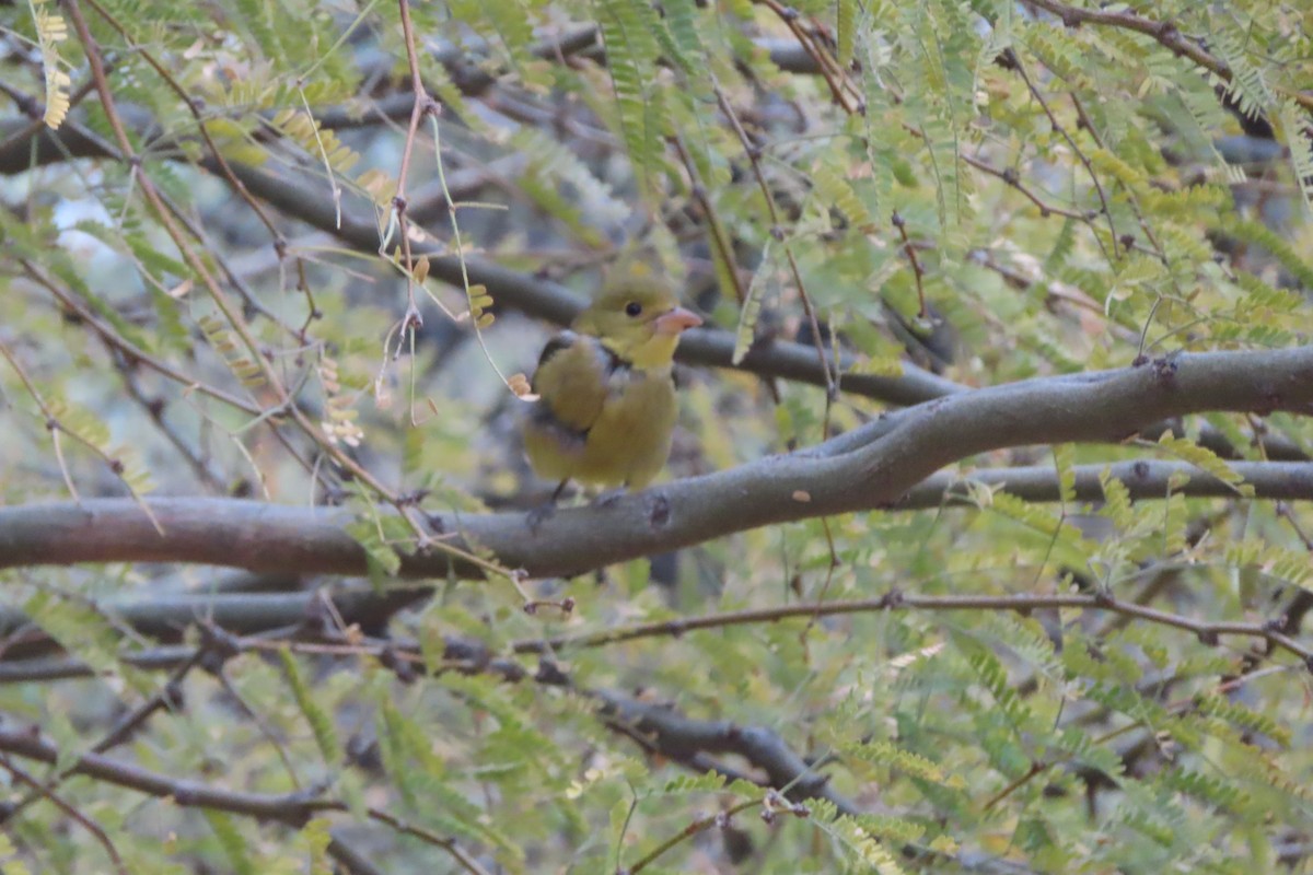 Scarlet Tanager - ML399515081