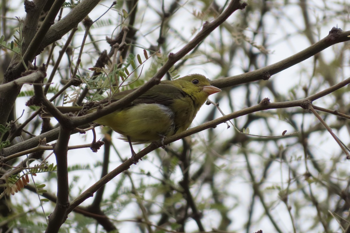 Scarlet Tanager - ML399515151