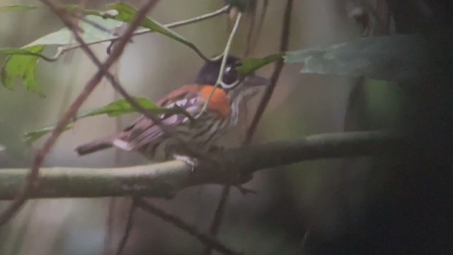 Rufous-sided Broadbill - ML399515681