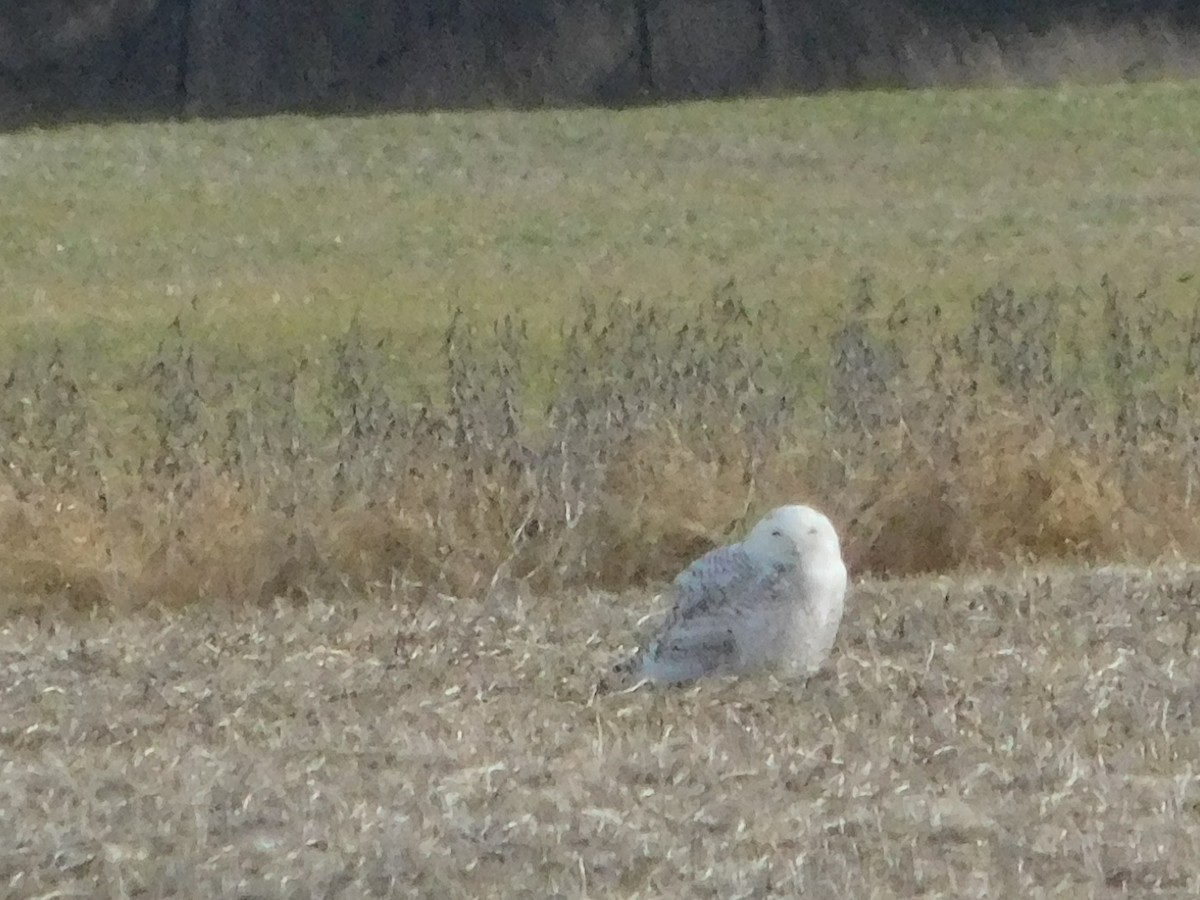 Snowy Owl - ML399516091