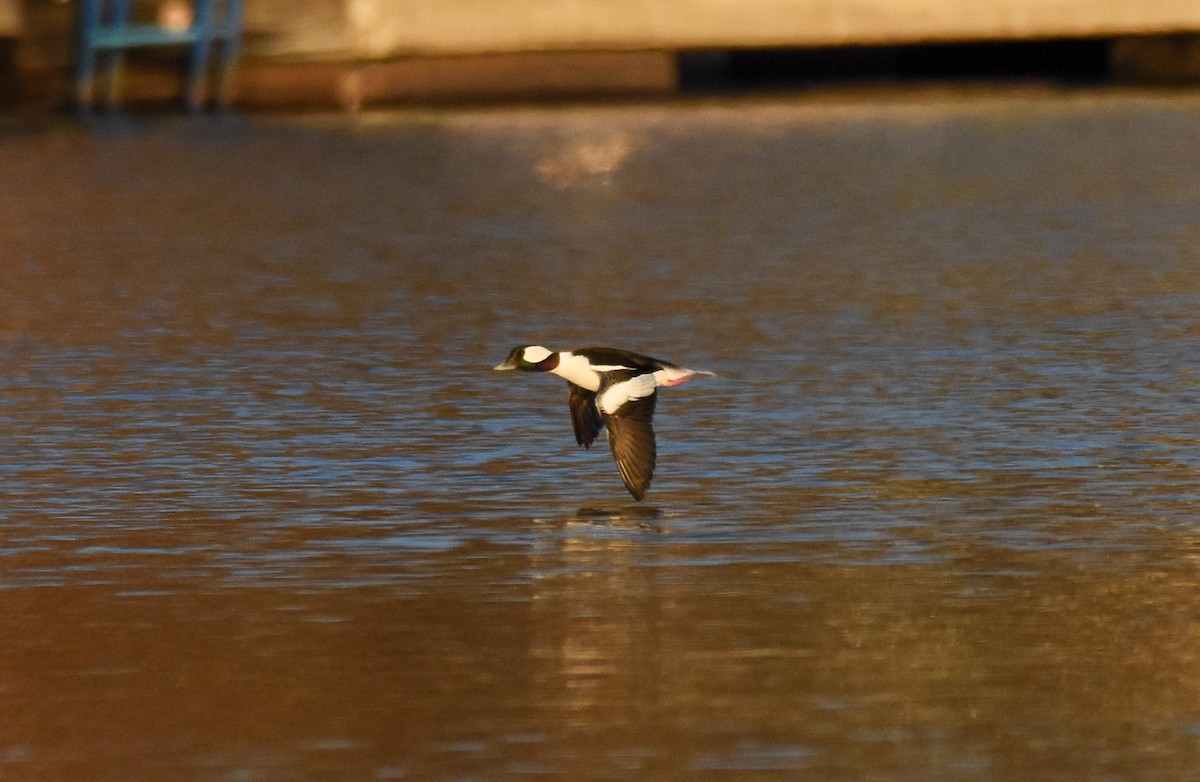 Bufflehead - ML399517001