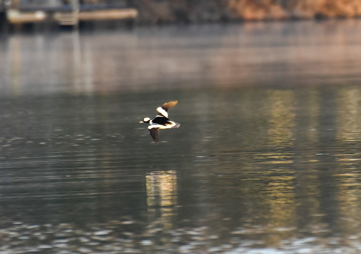 Bufflehead - ML399517011