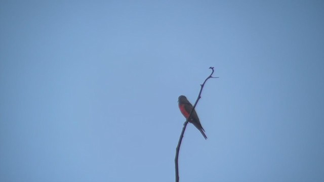 Rosy Bee-eater - ML399519051