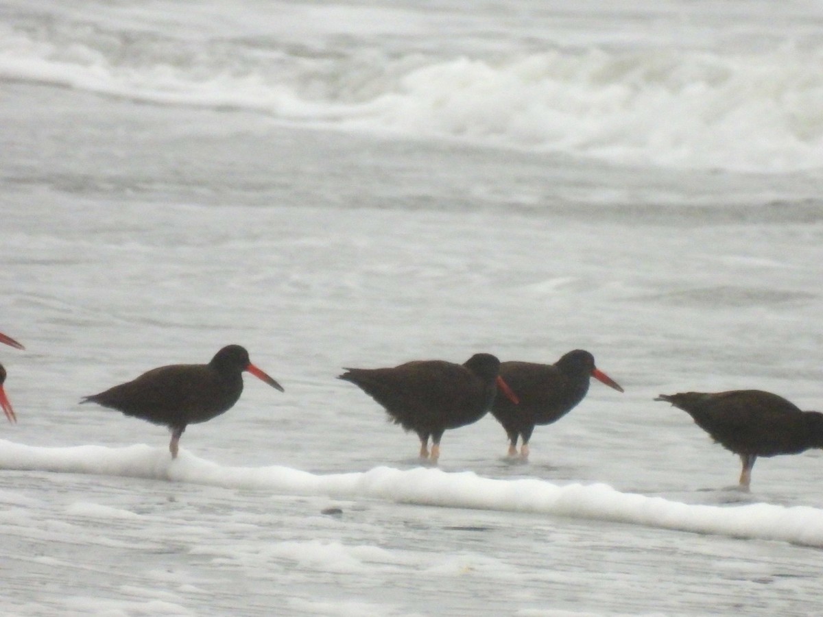 Black Oystercatcher - ML399519611