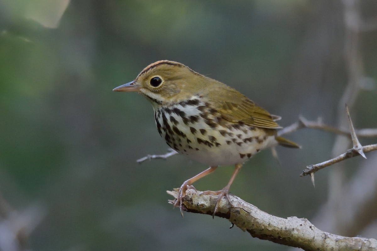 Ovenbird - ML399522791