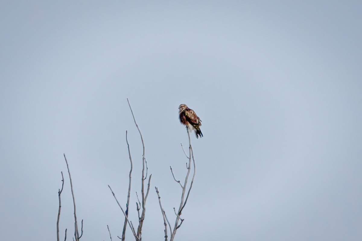 Rough-legged Hawk - ML399523141