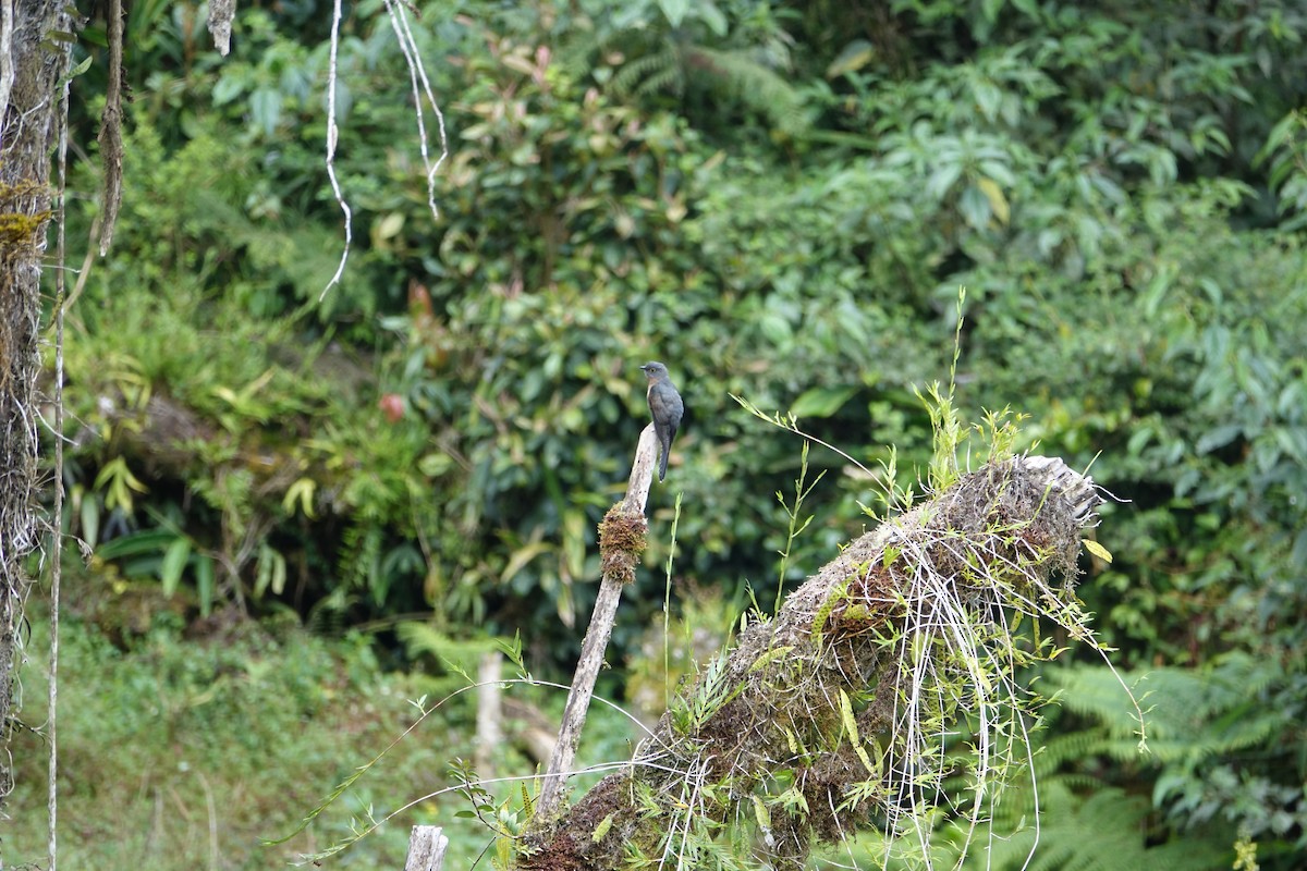 Fan-tailed Cuckoo - ML399523421