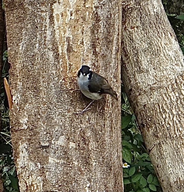 Black-capped Robin - ML399524271