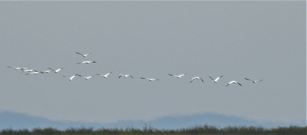 Snow Goose - ML399527481