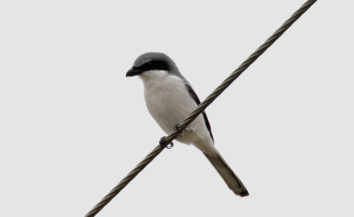 Loggerhead Shrike - Josh Jones