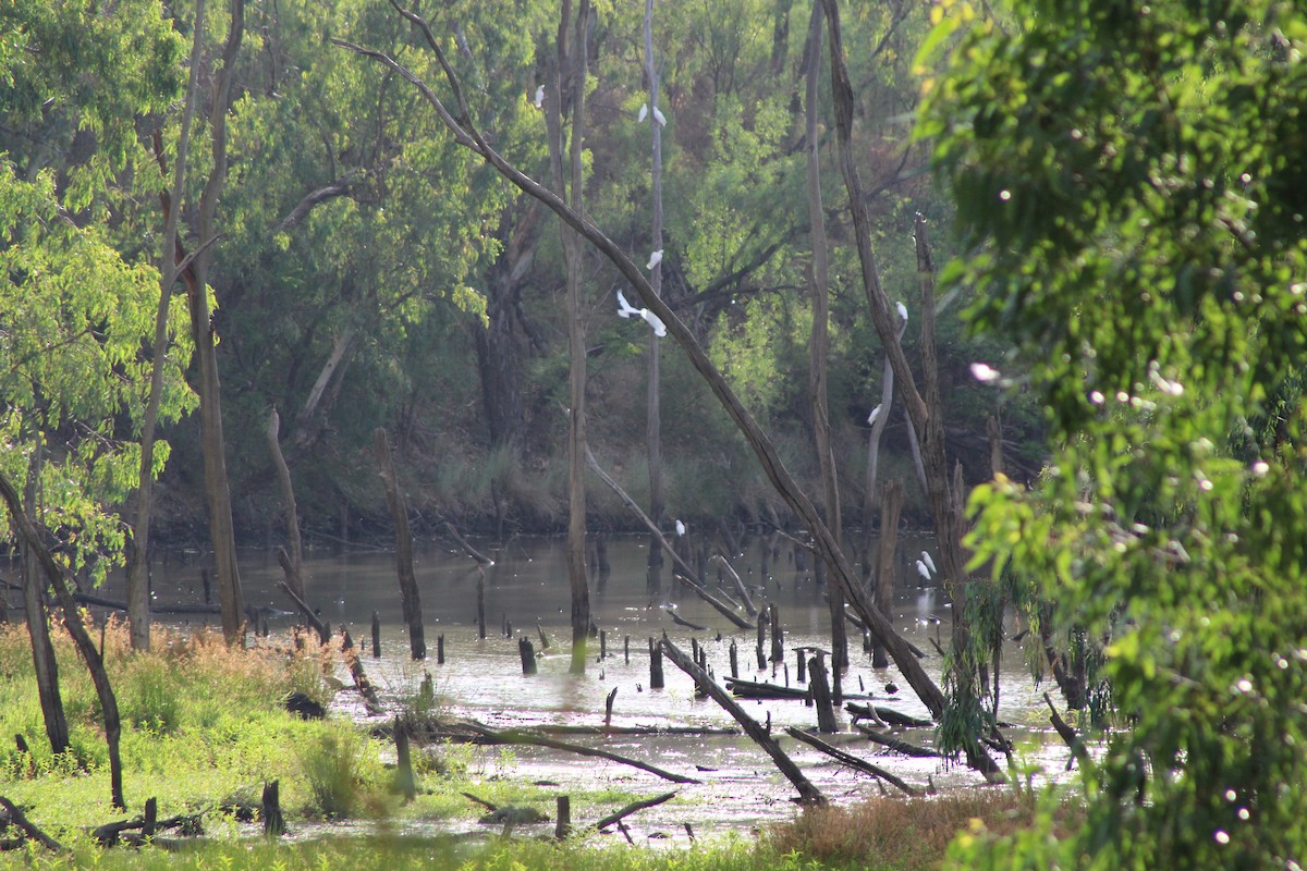 Nacktaugenkakadu - ML399527701