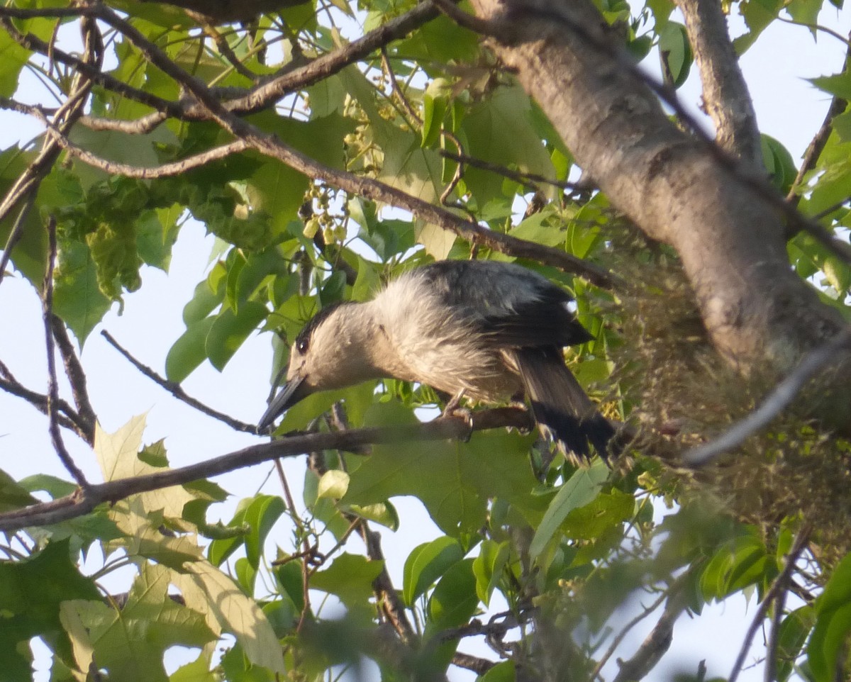 Hook-billed Vanga - ML39952901