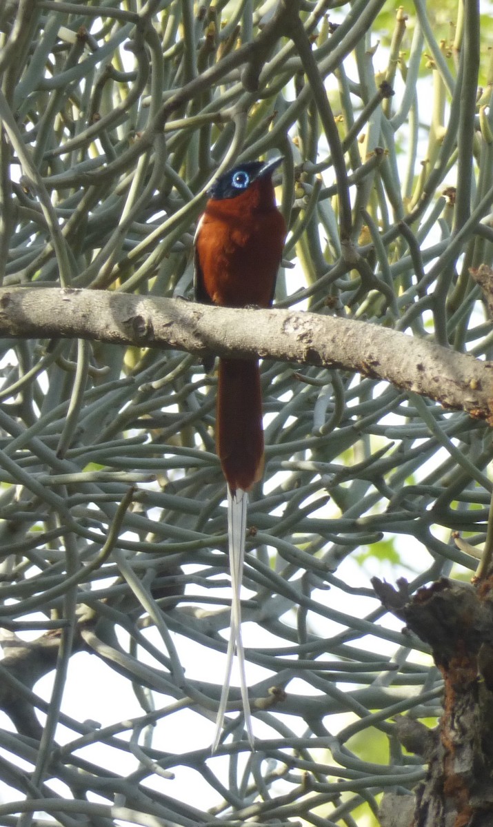 Malagasy Paradise-Flycatcher - ML39952921