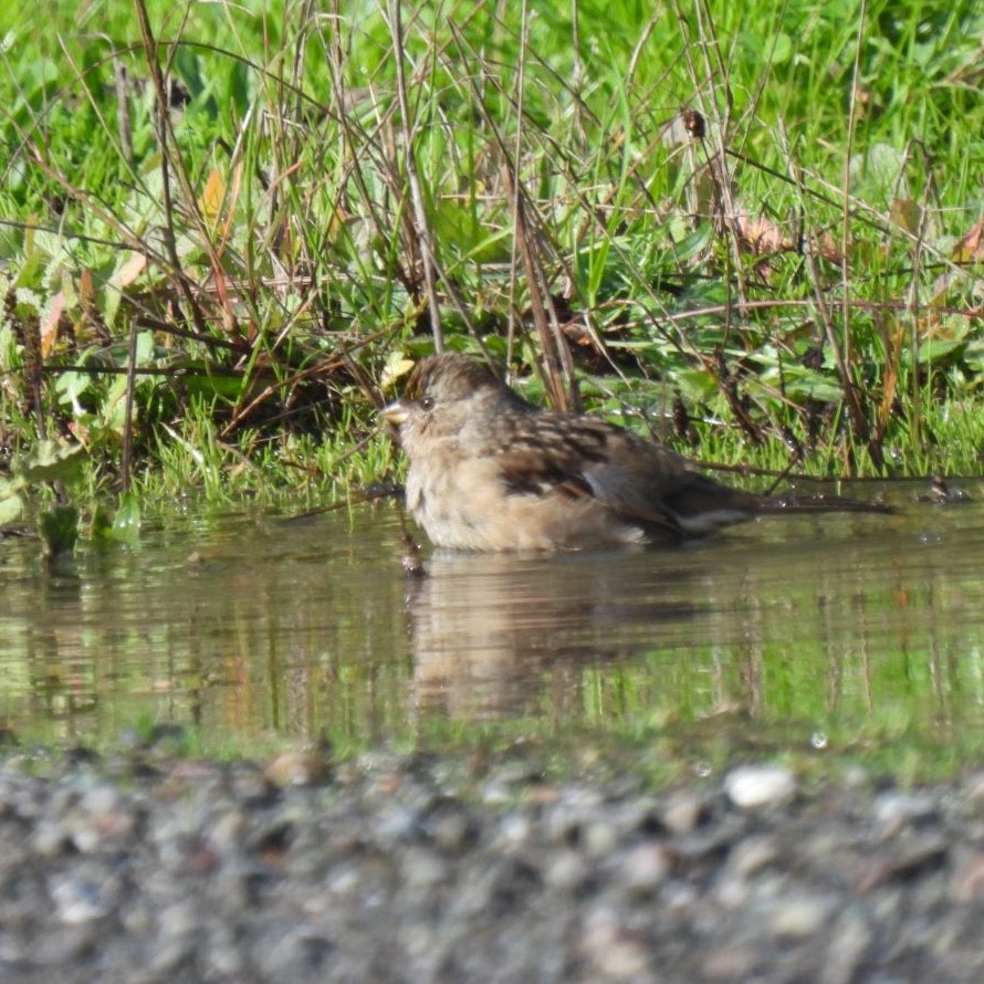 Golden-crowned Sparrow - Susan Kirkbride