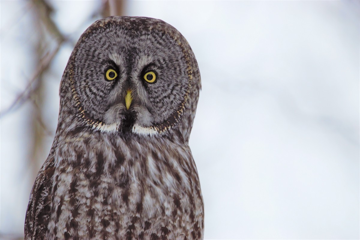 Great Gray Owl - ML399534131