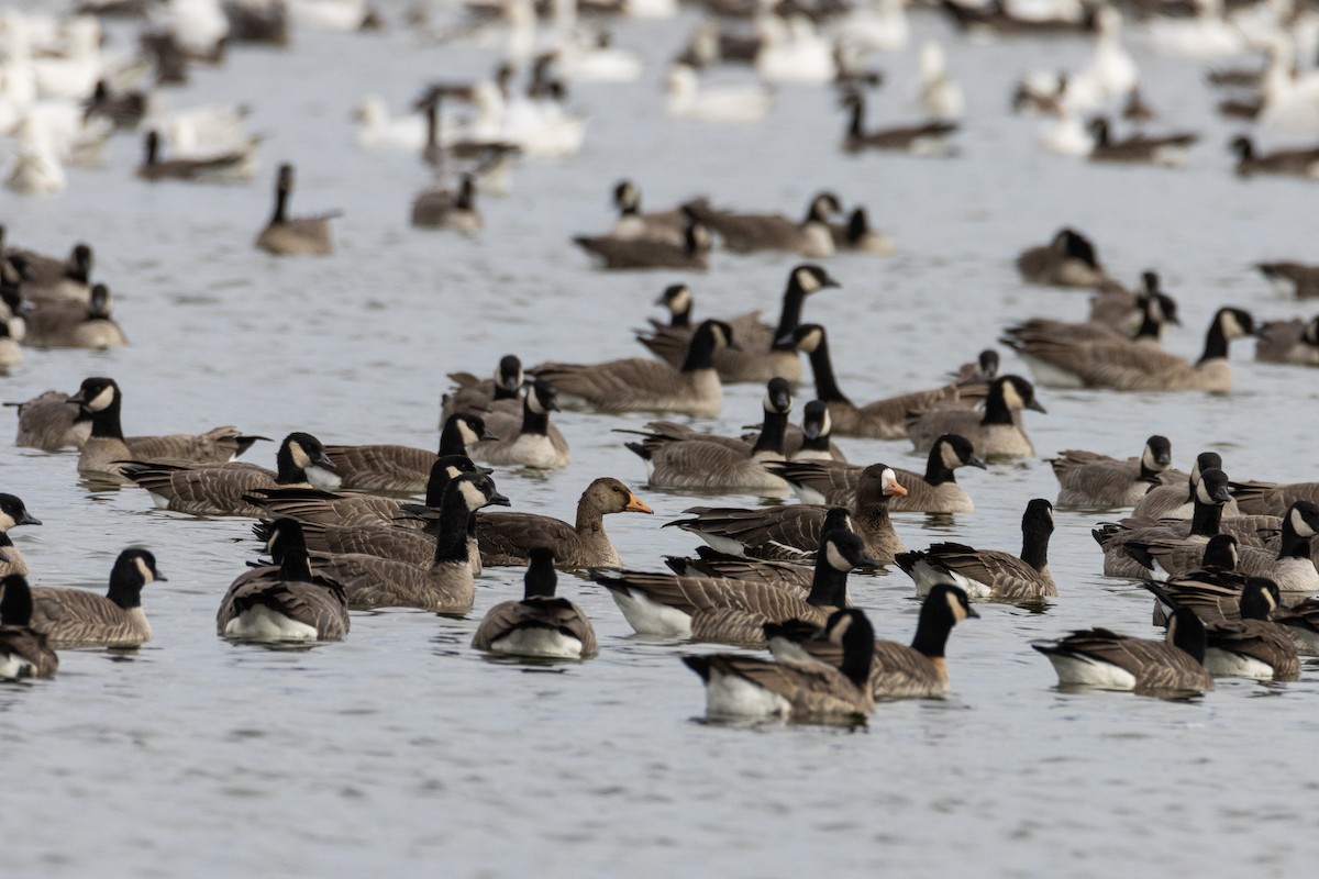 Greater White-fronted Goose - ML399536501