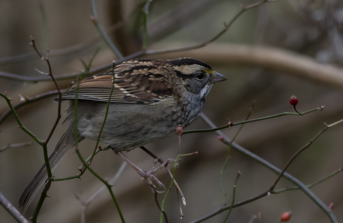 White-throated Sparrow - ML399538621