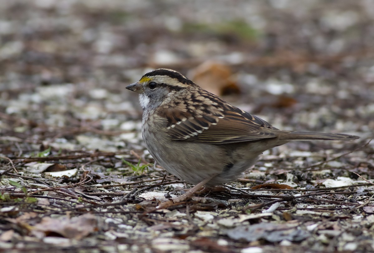 White-throated Sparrow - ML399538691