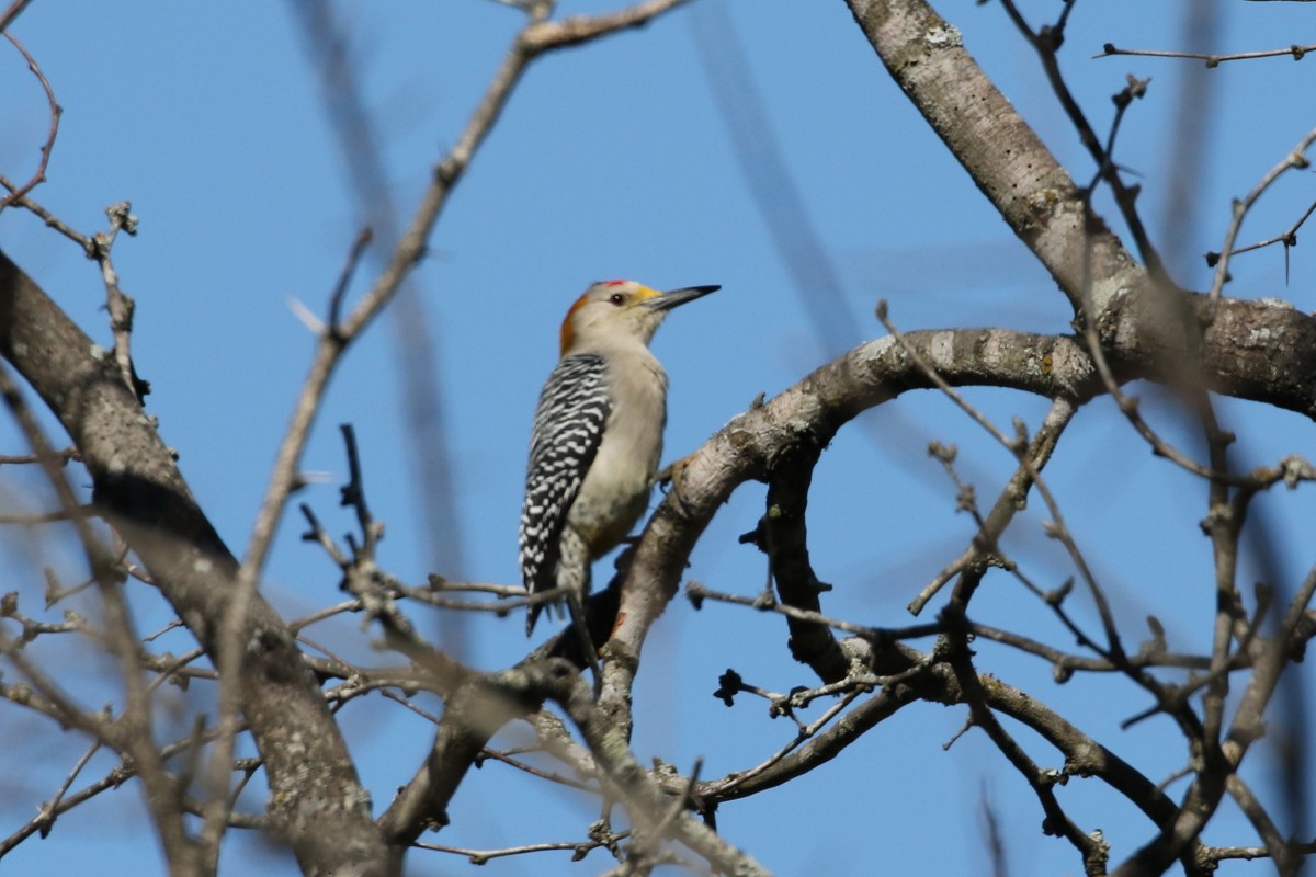 Golden-fronted Woodpecker - ML399539201