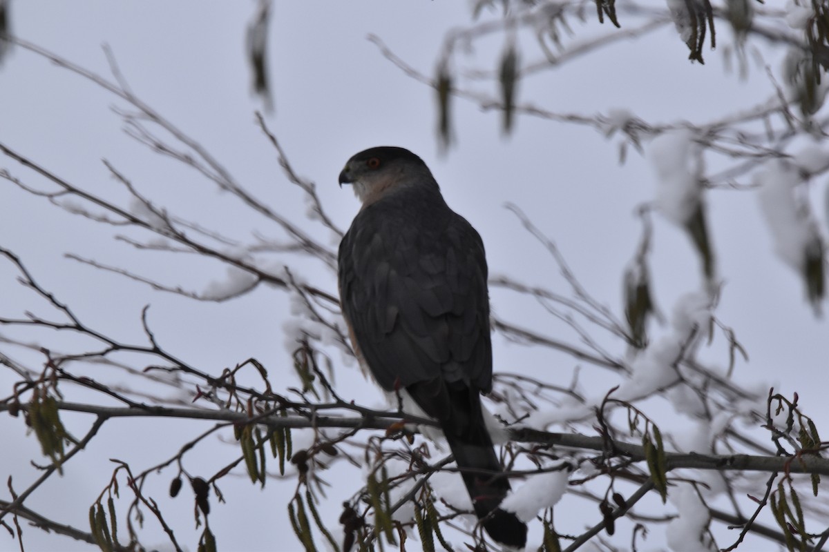 Cooper's Hawk - ML399540051