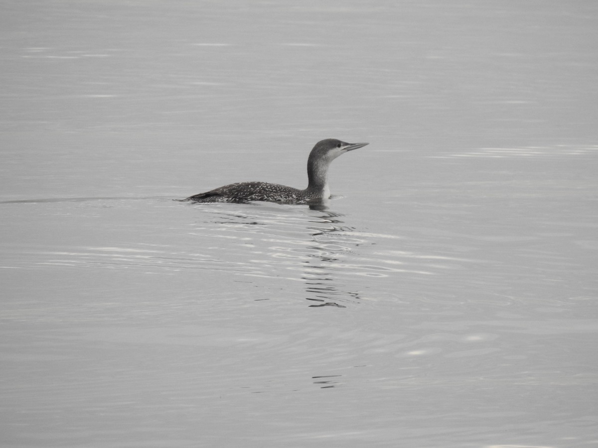Red-throated Loon - ML399541941