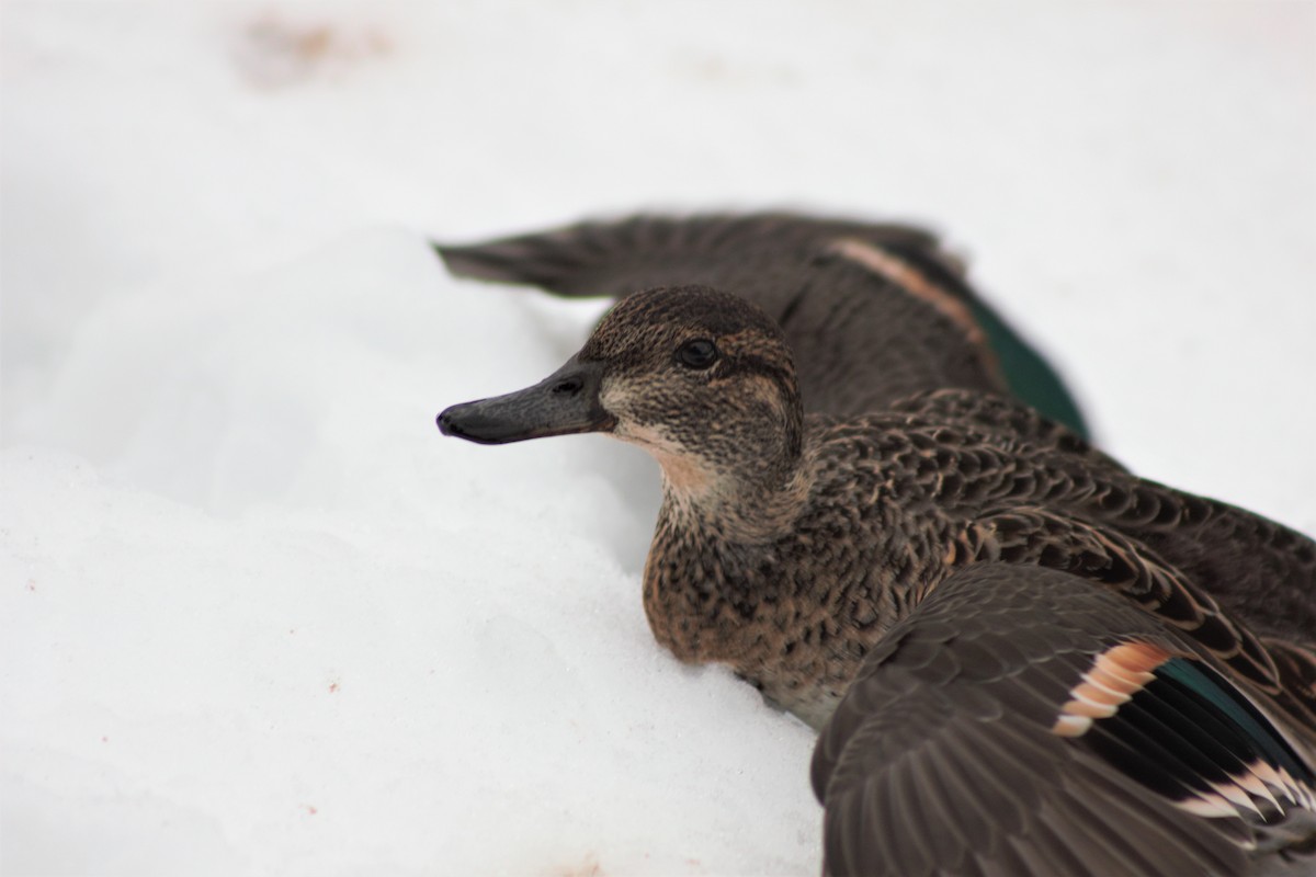 Green-winged Teal - ML399541971