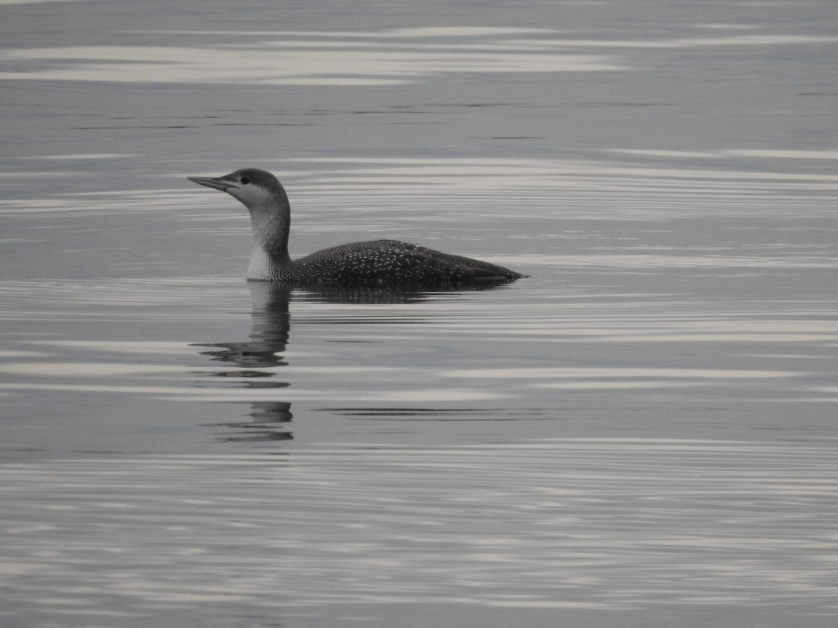 Red-throated Loon - ML399542301