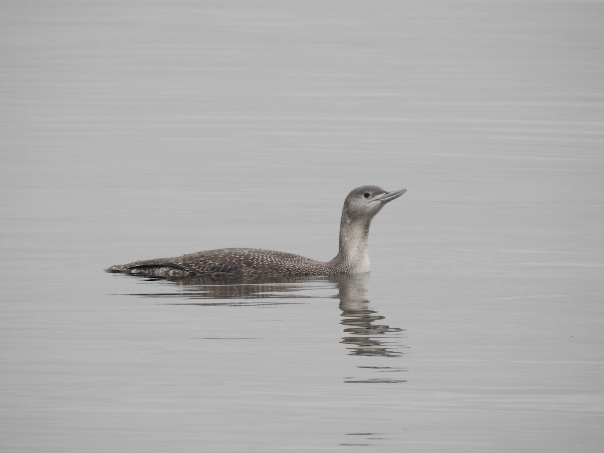 Red-throated Loon - ML399542491